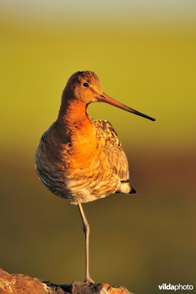 IJslandse Grutto