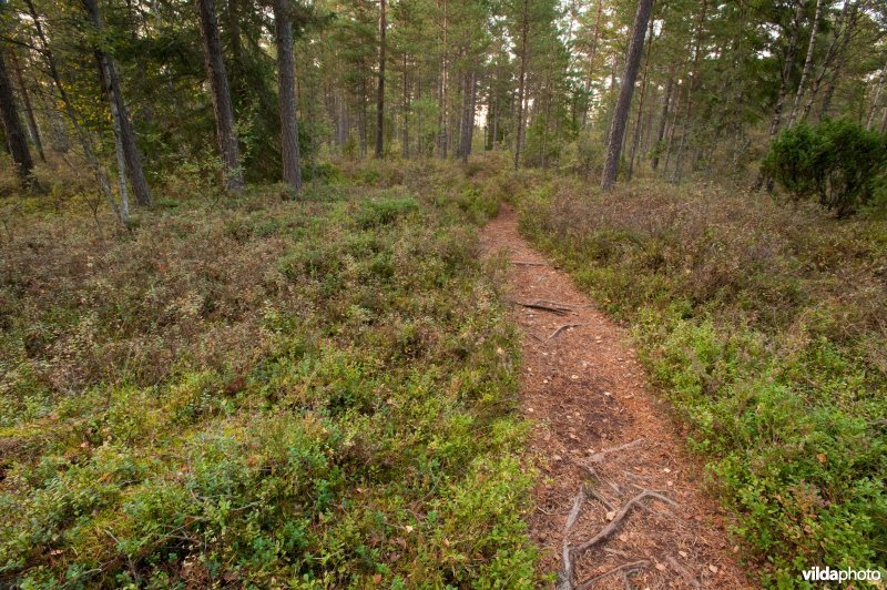 Scandinavisch bos