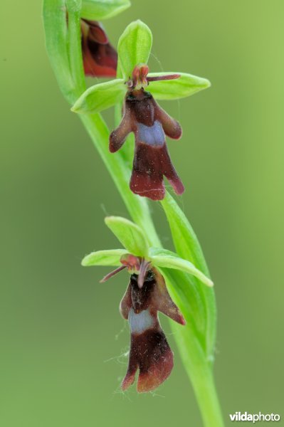 Vliegenorchis