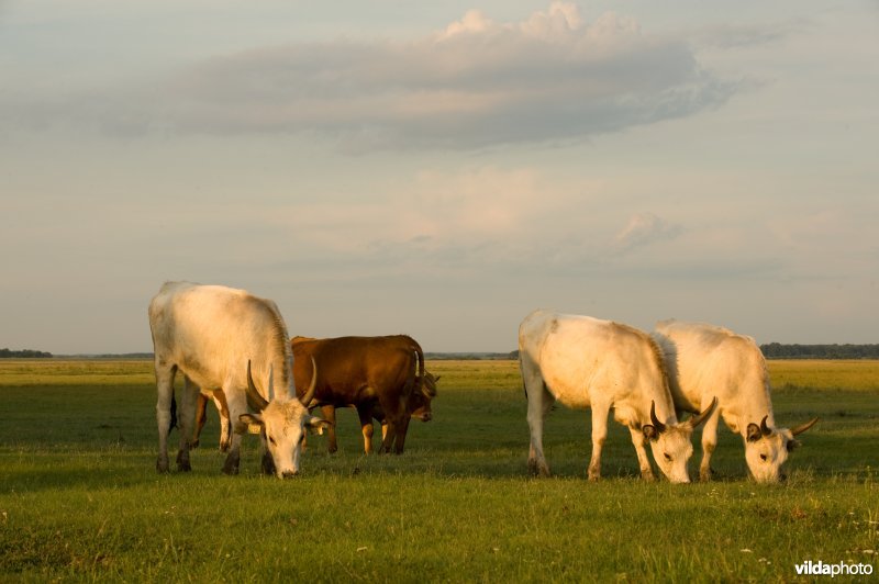 Runderen op Hongaarse poesta