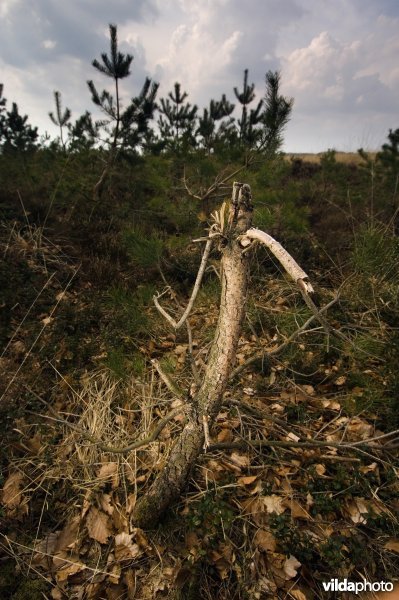 Grote grazers houden dennenopslag kort