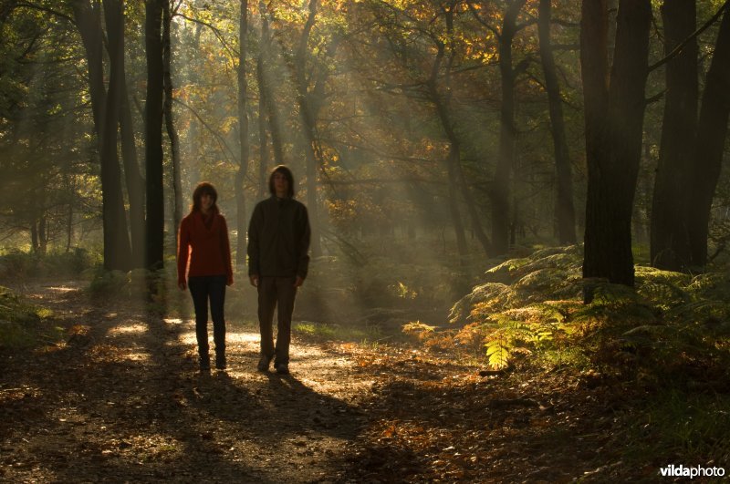 Wandelaars in herfstbos