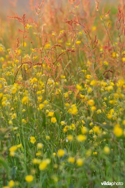 Veldzuring en Scherpe boterbloem