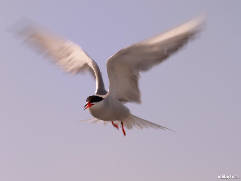Visdief in vlucht