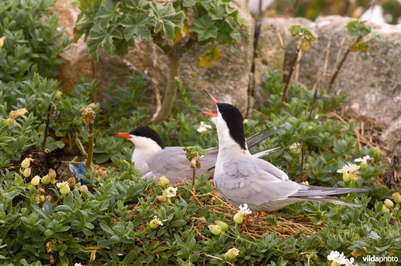 Visdieven bij hun nest