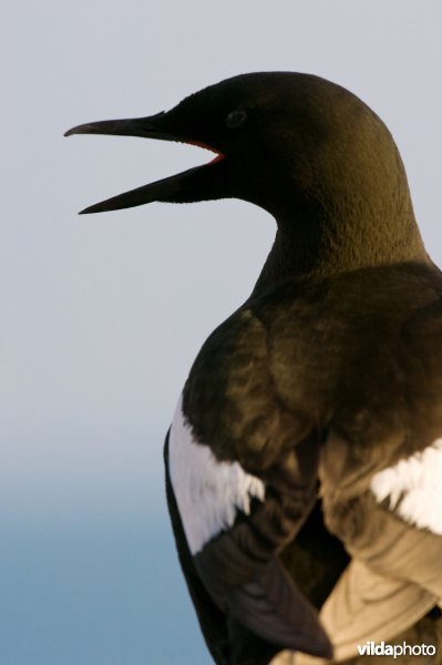 Zwarte zeekoet
