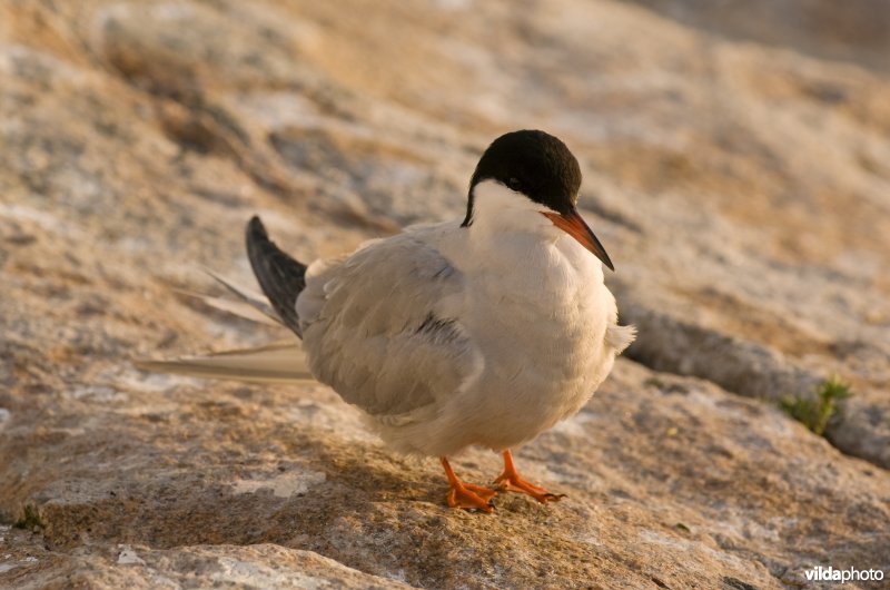 Visdief