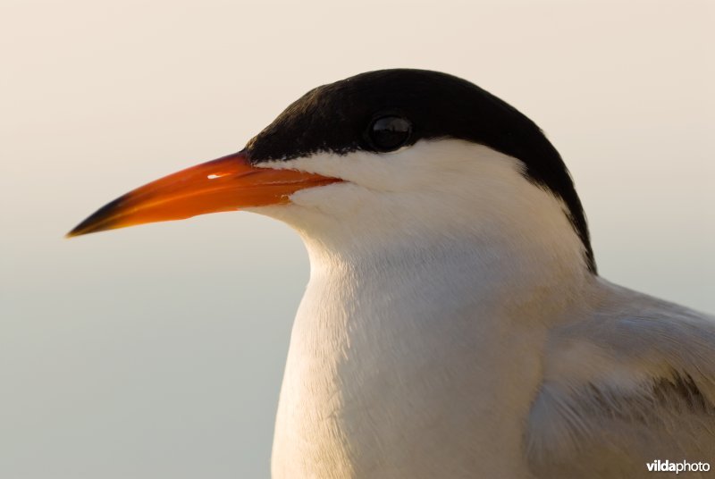 Portret van een visdiefje