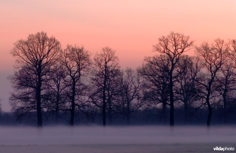 Rhijnauwen