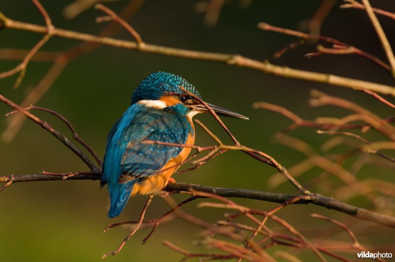 IJsvogel