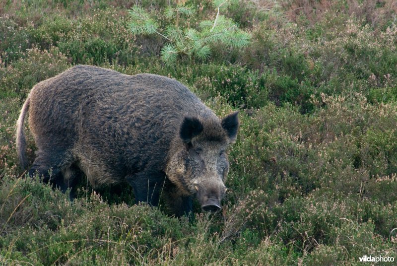 Wild zwijn