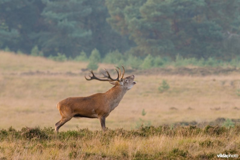 Bronstig edelhert