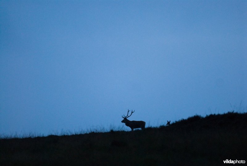 Silhouet van Edelhert in avondschemering