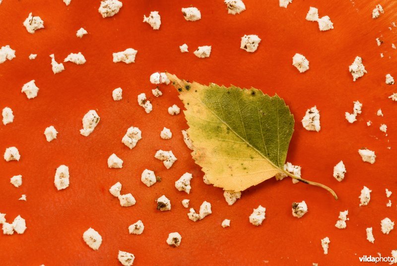 Vliegenzwam met berkenblad