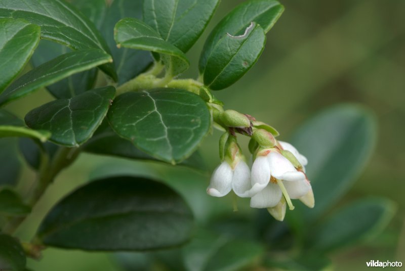 Rode bosbes in bloei