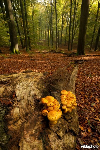 Goudvliesbundelzwammen op beukenhout