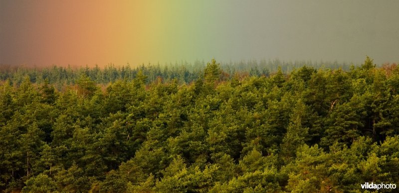 Regenboog over bos