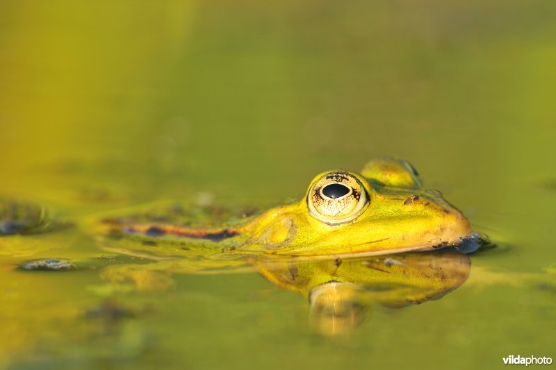 Groene kikker