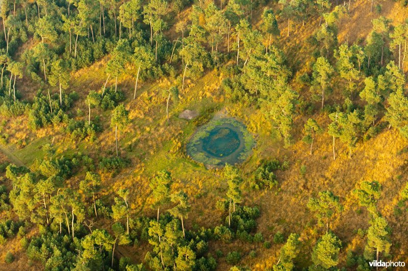 Bossen in herfstkleuren