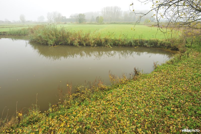 Paardenweide in Berlare