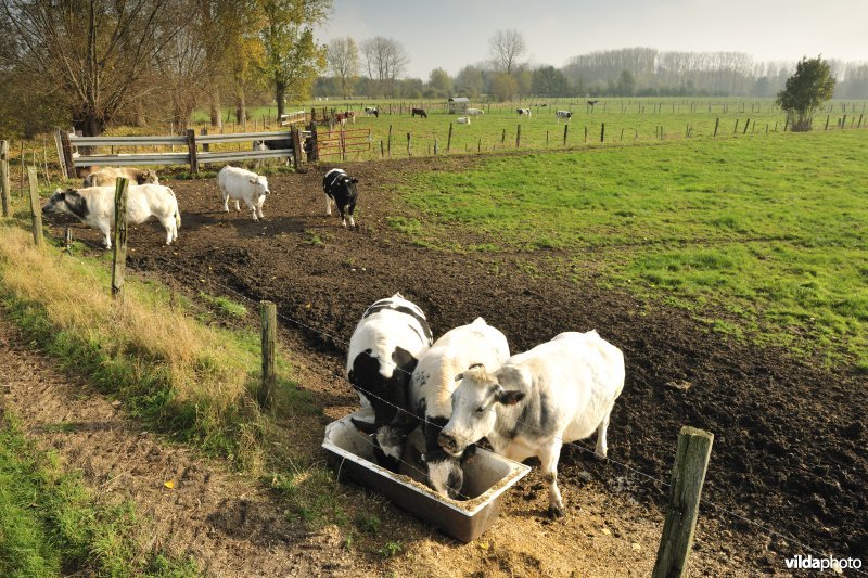 De Weimeersen deel 1 in de Kalkense meersen