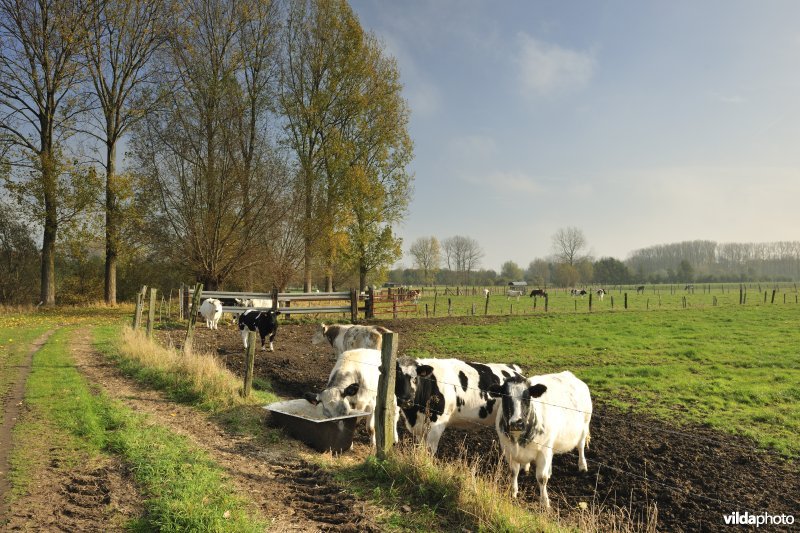 De Weimeersen deel 1 in de Kalkense meersen