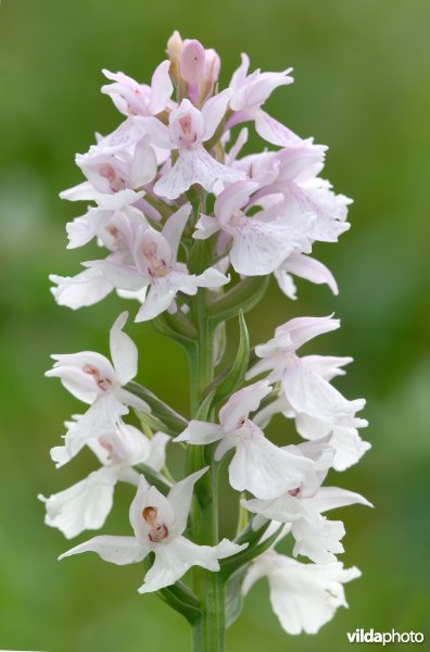 Witte versie van de Brede orchis