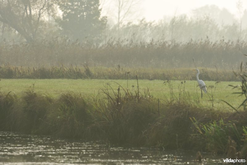 Grote zilverreiger in de Scherenmeersen