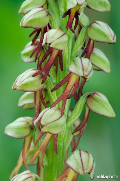 Stuk bloeiwijze van poppenorchis