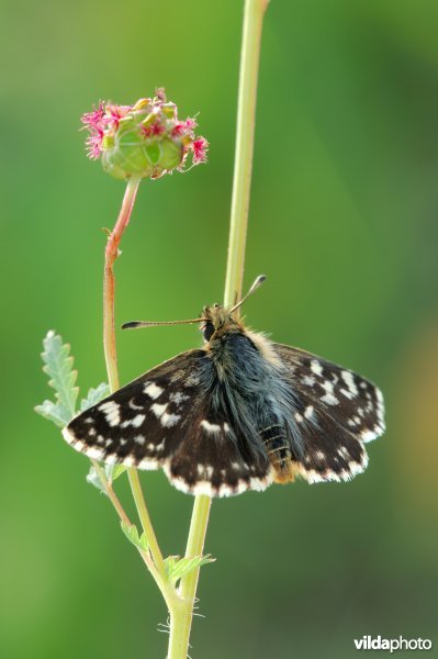 Kalkgraslanddikkopje op pimpernel