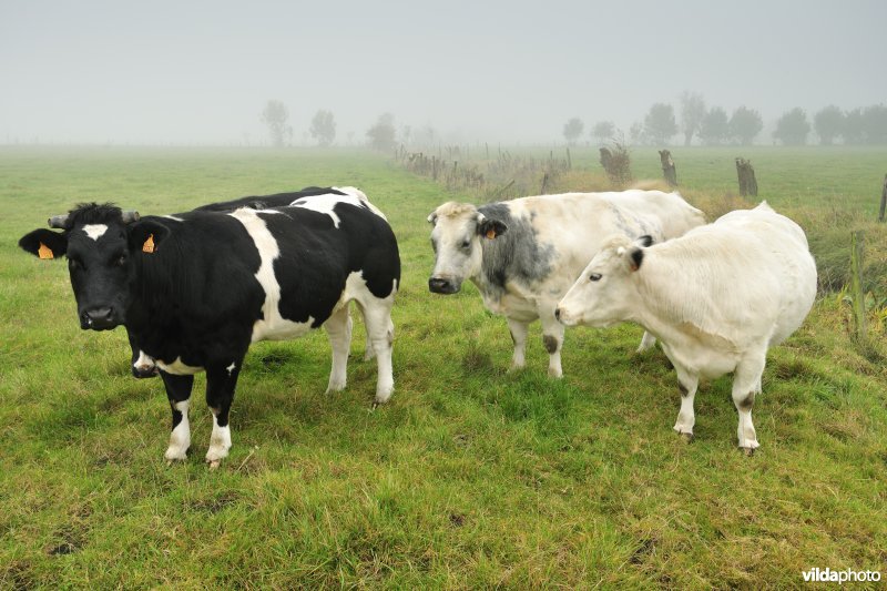 De Weimeersen deel 1 in de Kalkense meersen