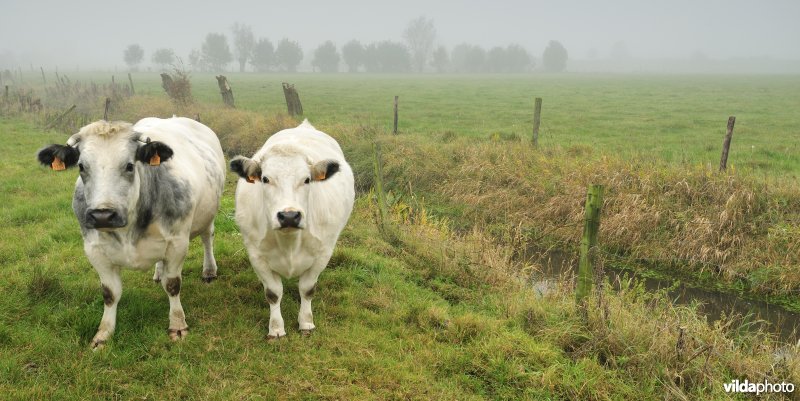 De Weimeersen deel 1 in de Kalkense meersen