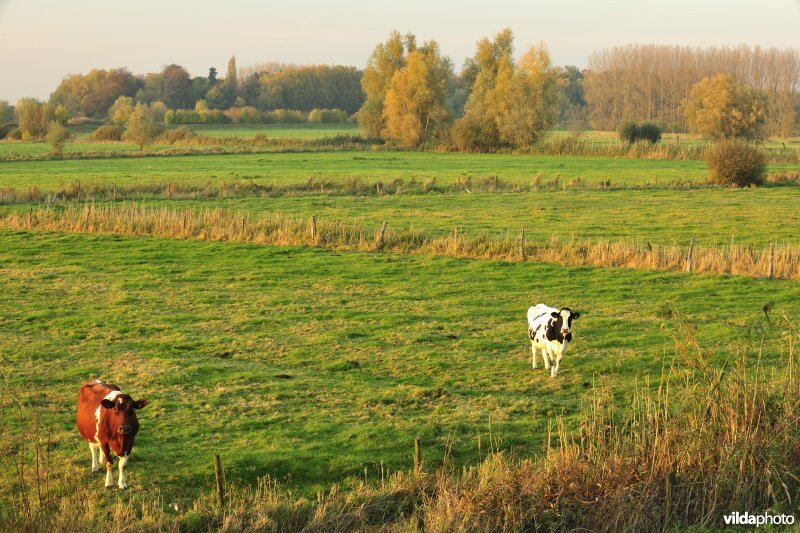 Bergenmeersen in Wichelen