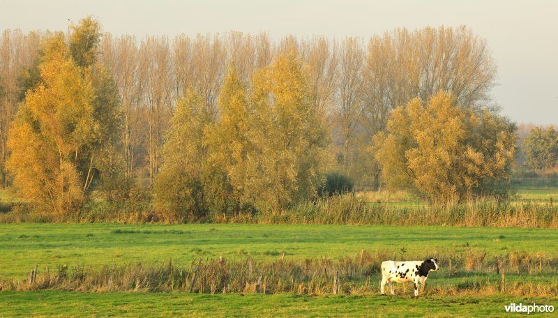 Bergenmeersen in Wichelen