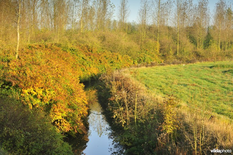 Oude Schelde in de Kalkense Meersen