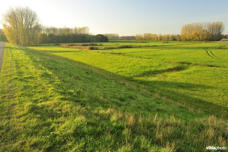 Paardebroek in Berlare