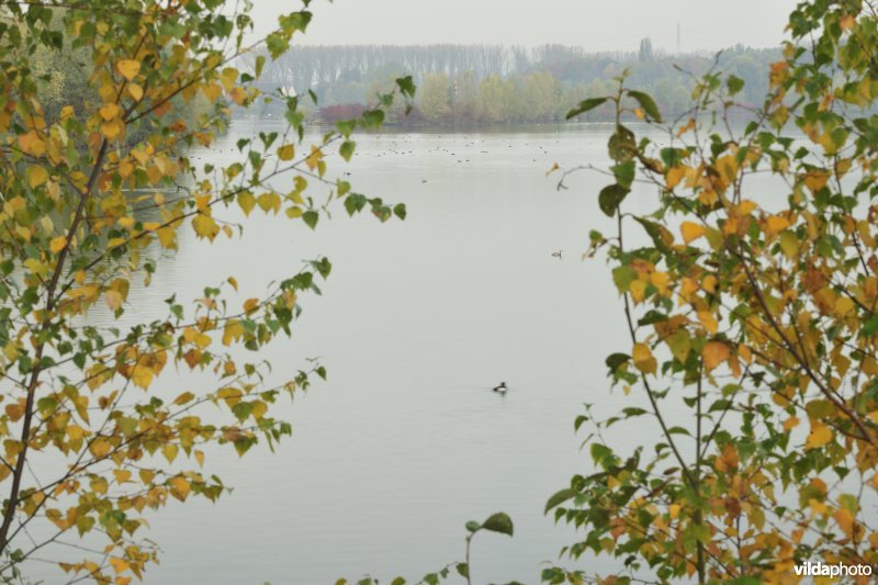 Grote Vijver deel 2 in het Zennegat