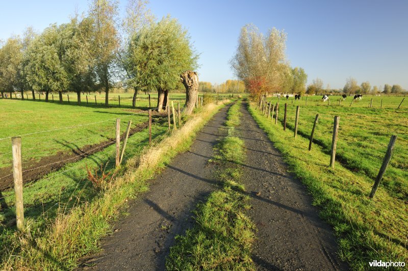 Groot-Broek