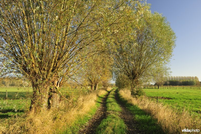 Aeldries in de Kalkense meersen