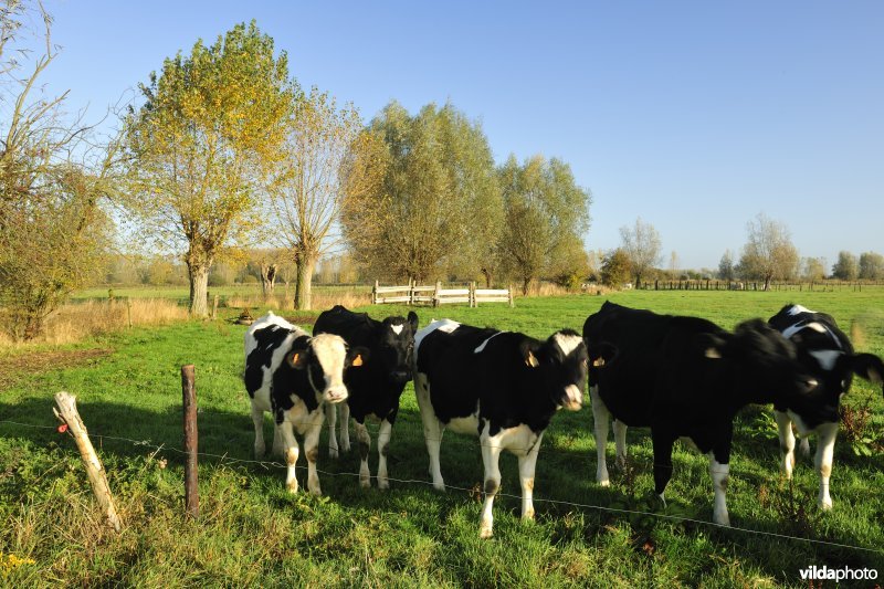 Aeldries in de Kalkense meersen