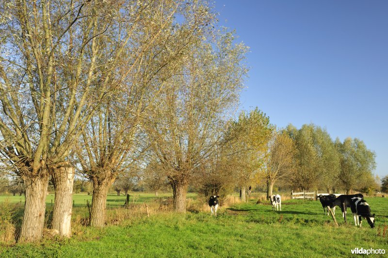 Aeldries in de Kalkense meersen