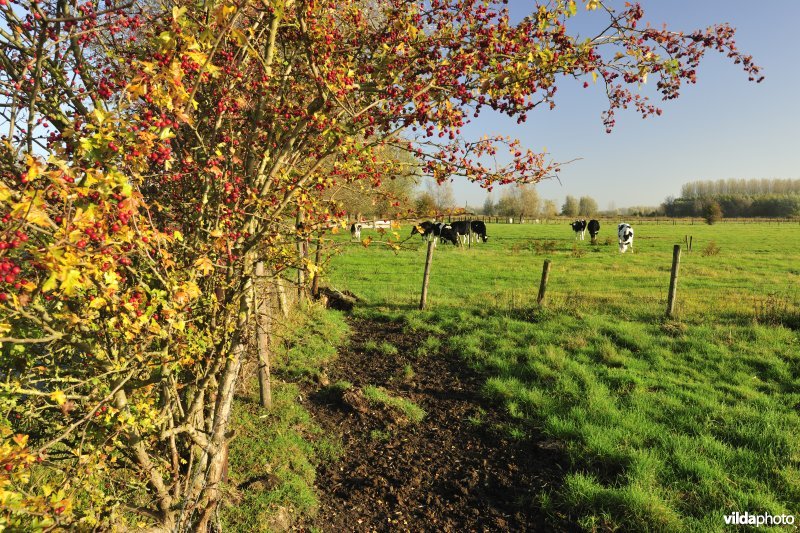 Aeldries in de Kalkense meersen