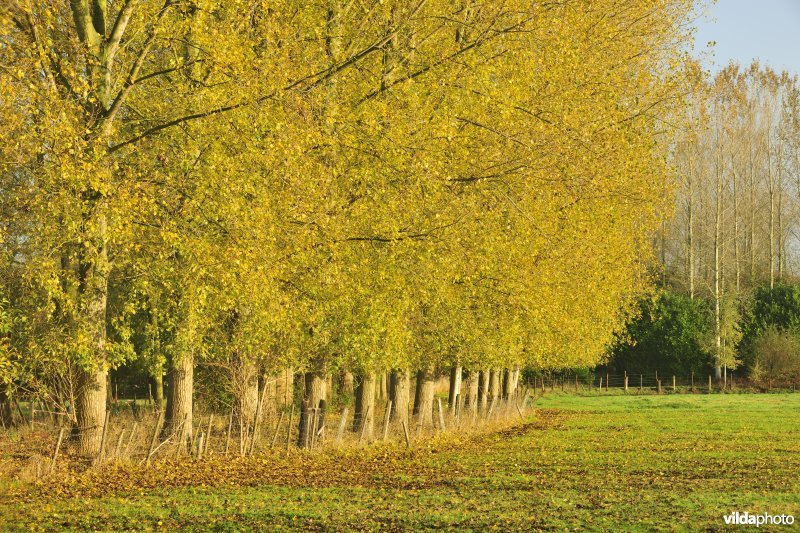 Elst in de Kalkense meersen