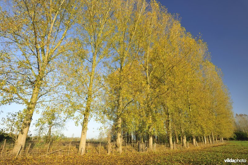 Elst in de Kalkense meersen