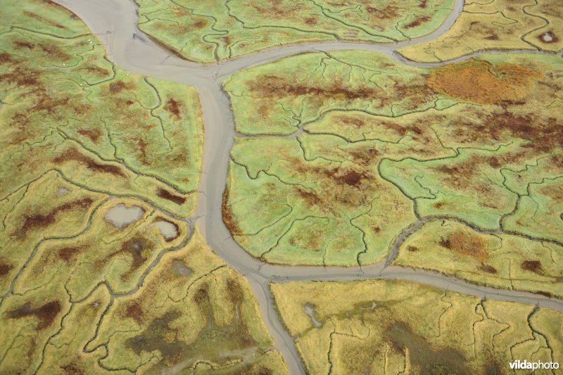 Verdronken land van Saeftinghe