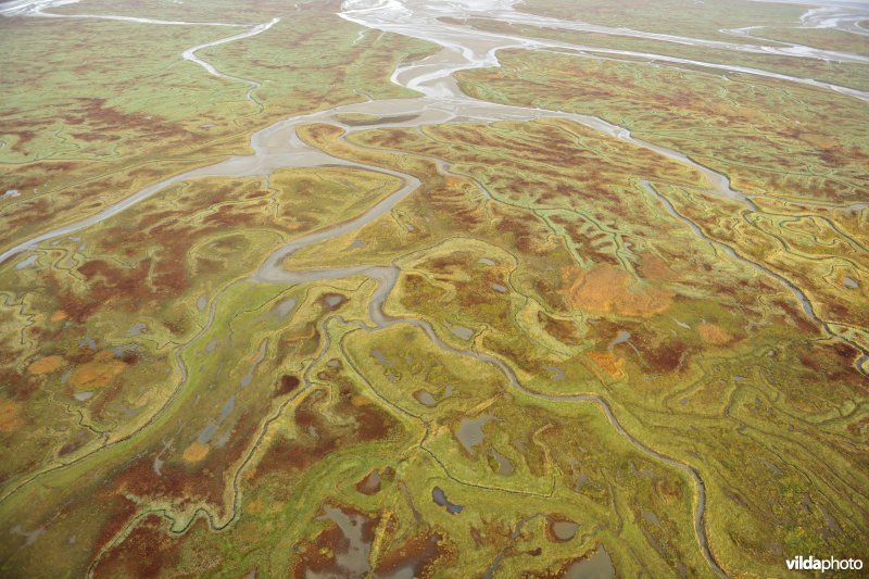 Verdronken land van Saeftinghe
