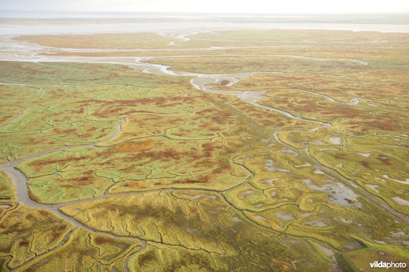 Verdronken land van Saeftinghe