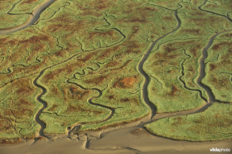 Verdronken land van Saeftinghe