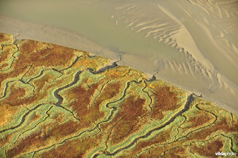 Verdronken land van Saeftinghe