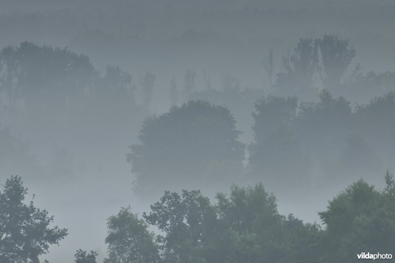 Moerasbossen in de Zwarte beekvallei